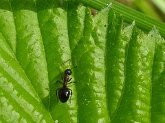 Dolichoderus plagiatus