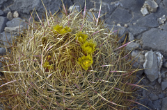 Ferocactus cylindraceus lecontei