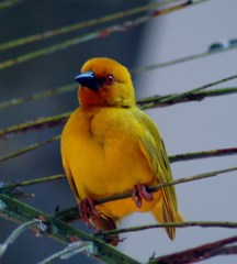 Yellow Weaver photo 4