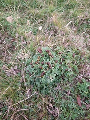 Trifolium spadiceum