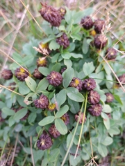 Trifolium spadiceum