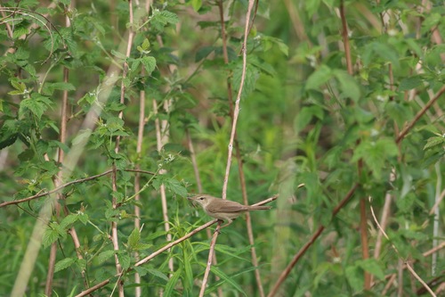 Blyth's Reed Warbler (Acrocephalus dumetorum), photo 7
