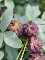 Trifolium spadiceum