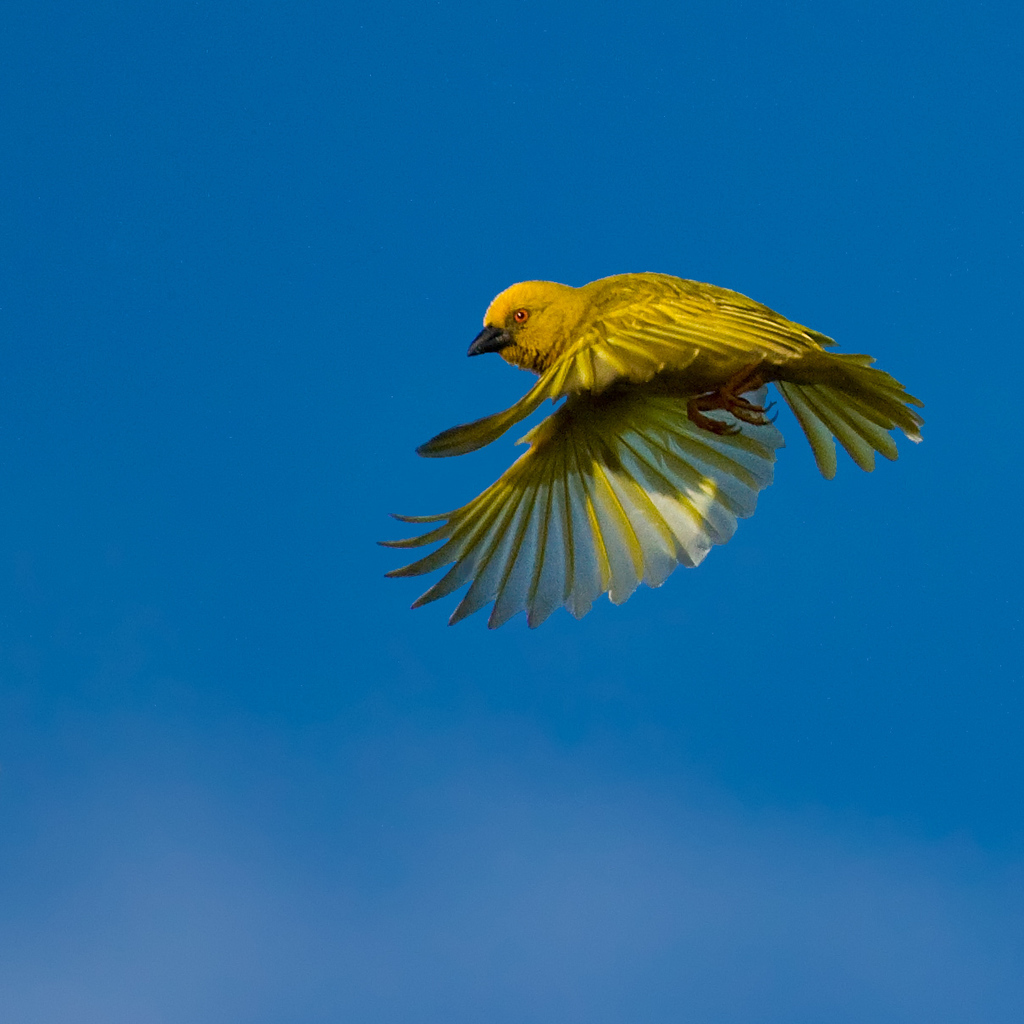 African Golden-Weaver (Ploceus subaureus) photo