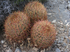 Ferocactus cylindraceus lecontei