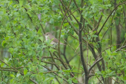 Booted Warbler (Iduna caligata), photo 10