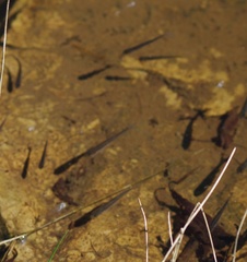 Leuciscus