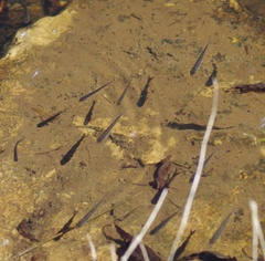Leuciscus