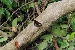 Bassarona teuta