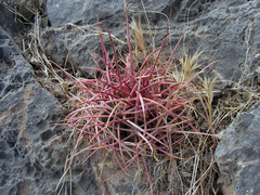 Ferocactus cylindraceus lecontei