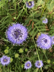 Jasione
