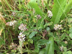 Lepidium heterophyllum
