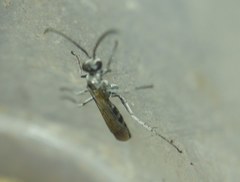 Pompilus cinereus