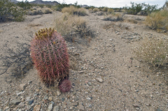 Ferocactus cylindraceus lecontei