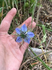 Nigella damascena