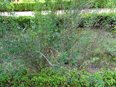 Spiraea hypericifolia obovata