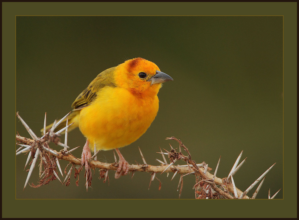 Taveta Golden-Weaver (Ploceus castaneiceps) photo