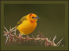 Taveta Weaver photo 1