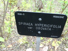 Spiraea hypericifolia obovata