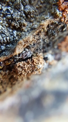 Xanthaptychia contortuplicata