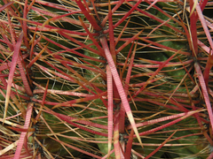 Ferocactus cylindraceus lecontei