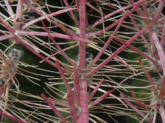 Ferocactus cylindraceus lecontei