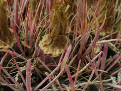 Ferocactus cylindraceus lecontei