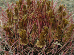 Ferocactus cylindraceus lecontei
