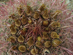 Ferocactus cylindraceus lecontei