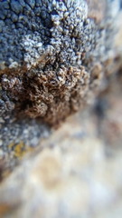 Xanthaptychia contortuplicata