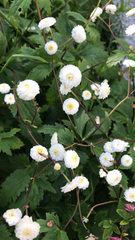 Eriocapitella vitifolia