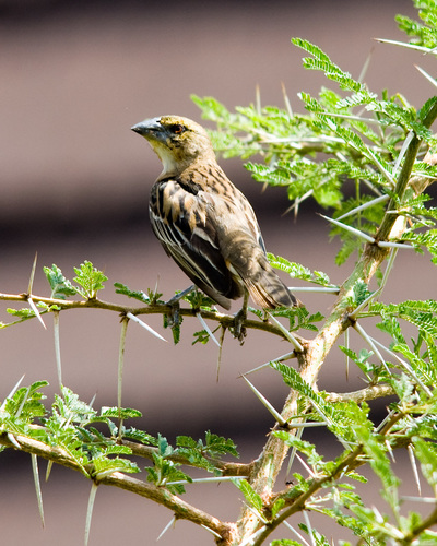 Chestnut Weaver