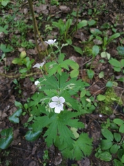 Geranium sylvaticum