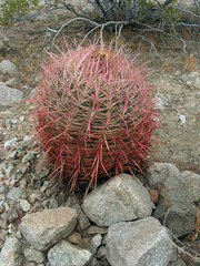 Ferocactus cylindraceus lecontei