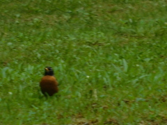 Turdus migratorius image