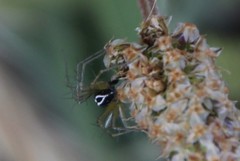 Oxyopes nigripalpis
