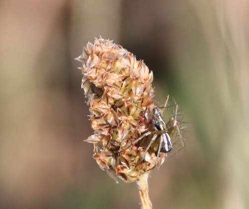 Oxyopes nigripalpis