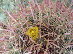 Ferocactus cylindraceus lecontei
