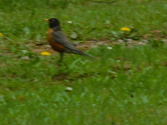 Turdus migratorius image