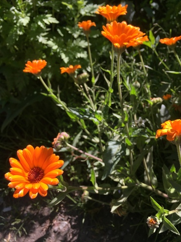 pot marigold