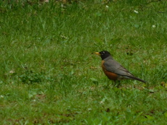 Turdus migratorius image