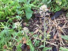 Lepidium heterophyllum