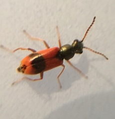 Anthocomus equestris