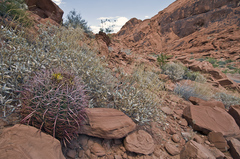 Ferocactus cylindraceus lecontei