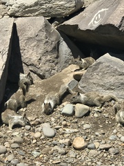 Otospermophilus beecheyi