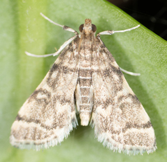 Anageshna primordialis