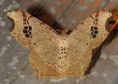 Macaria promiscuata