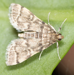 Anageshna primordialis