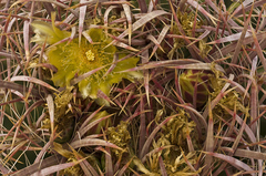 Ferocactus cylindraceus lecontei