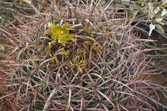 Ferocactus cylindraceus lecontei
